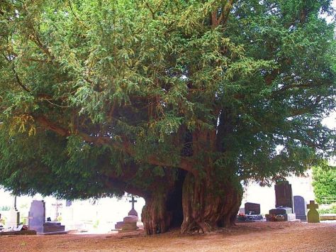 Yew Tree